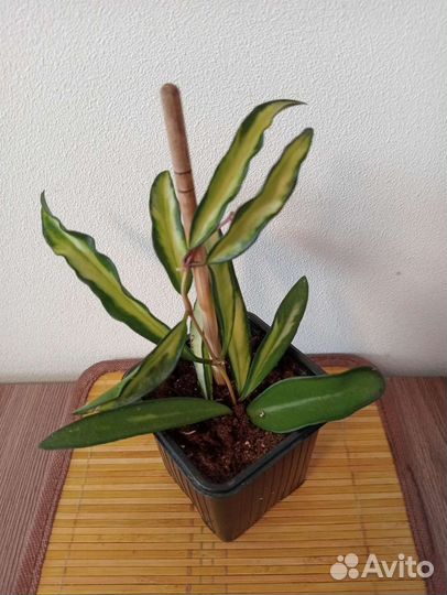 Эпипремнумы, спиндапсусы, хойи