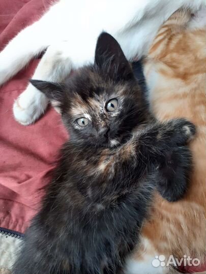 Кошка в дар бесплатно