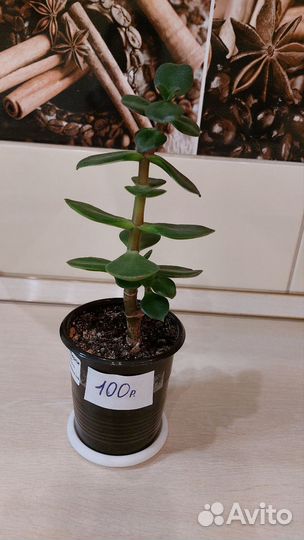 Красула толстянка