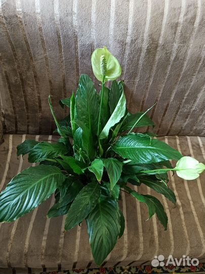 Комнатные растения цветы