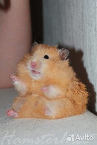 Сирийские хомячки