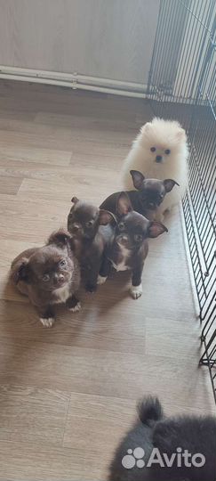 Щенки чихуахуа