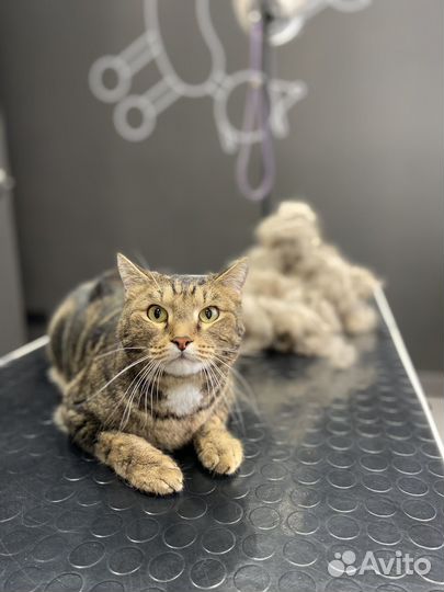 Груминг кошек