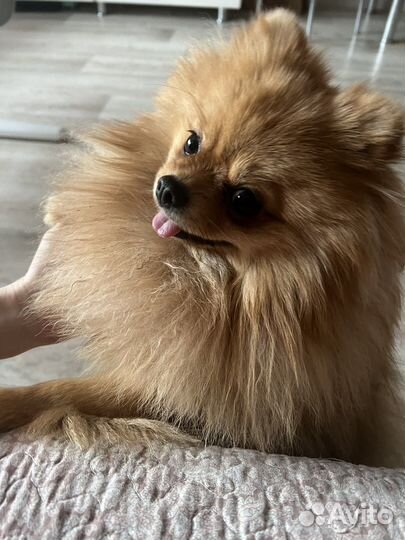 Шпиц кобель вязка