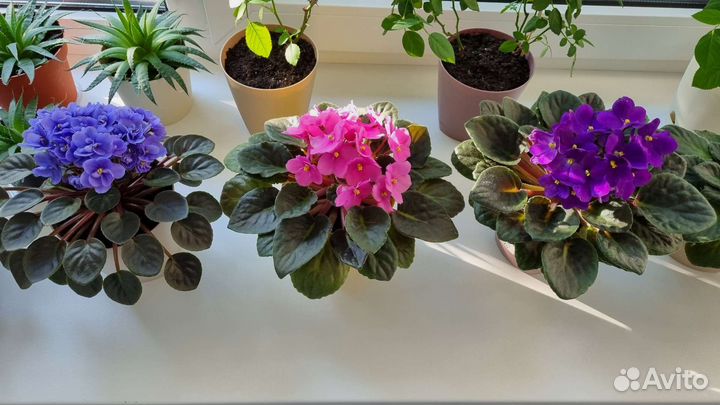 Фиалки детки