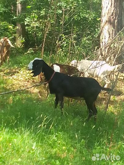 Нубийские козы и козел