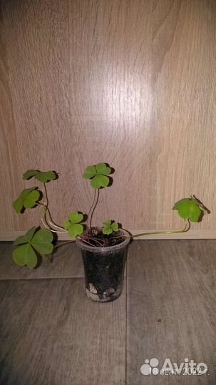 Кислица оксалис