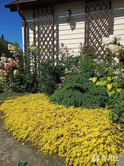 Почвопокровники. Вербейник, флокс,живучка и др