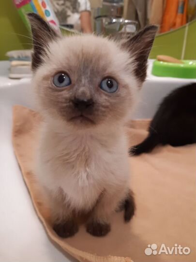 Котята в добрые руки