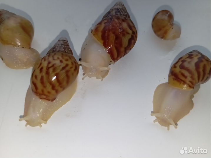 Улитки ахатины