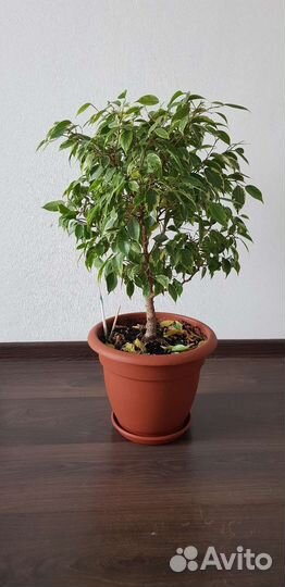 Фикус бенджамина большой