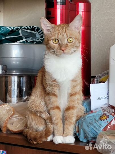 Кошка ищет кота для вязки