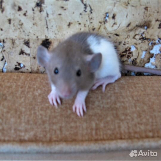 Крысы, крысята - дамбо, клетки, гамак в подарок
