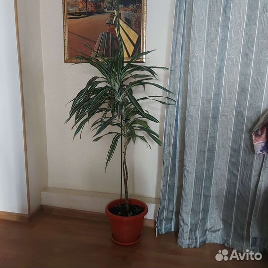 Пальма драцена