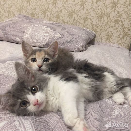 Котята в добрые руки бесплатно