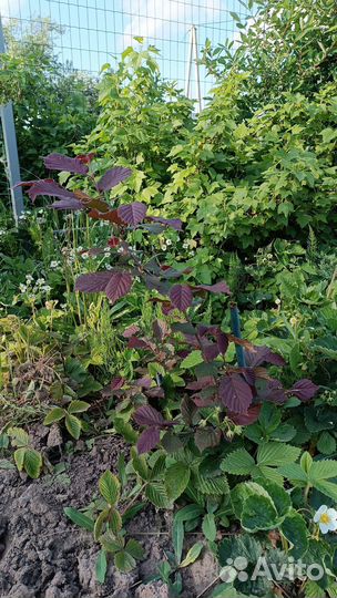 Саженцы ореха лещины