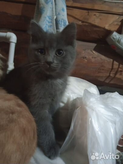 Котята в добрые руки