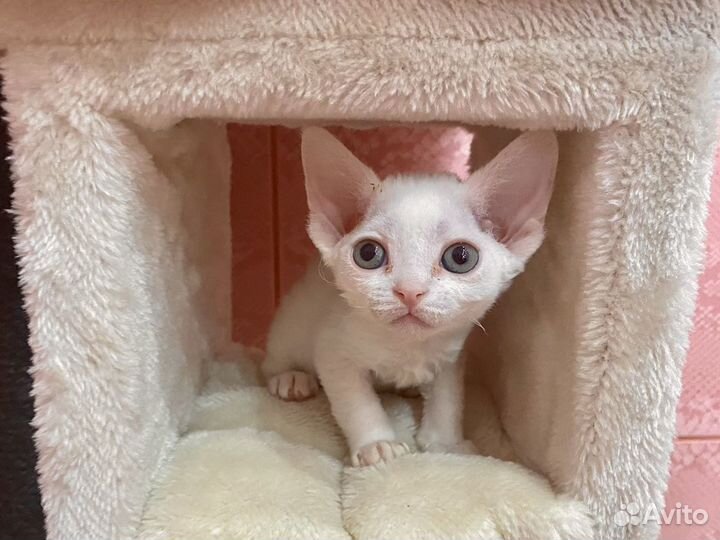 Девон-рекс кошечки в лукошечке