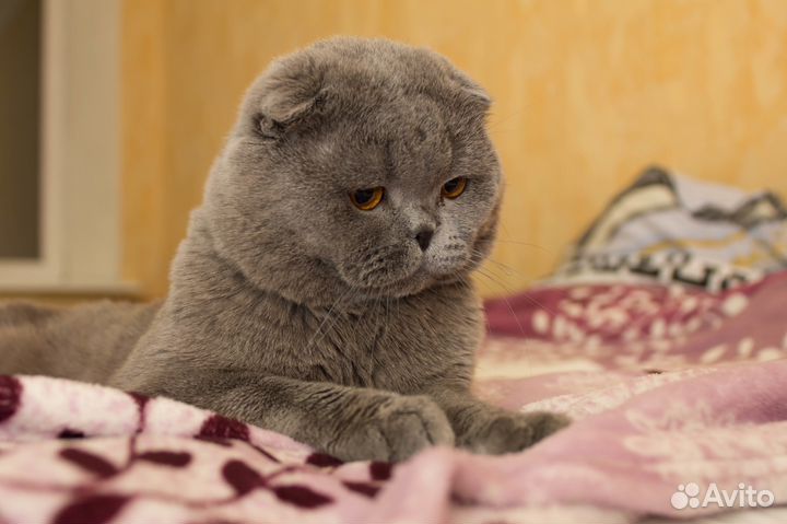 Клубный шотландский вислоухий кот на вязку