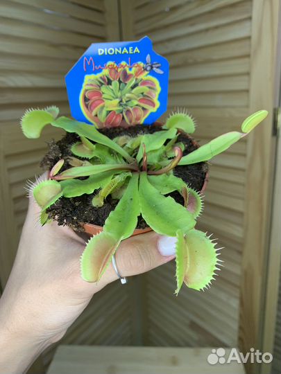 Дионея Венерина мухоловка