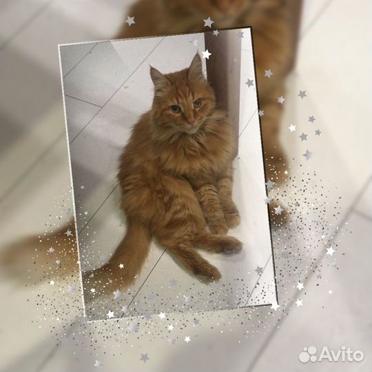 Котик в поисках дома