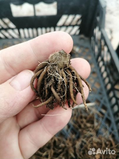 Клубни ранункулюса