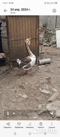 Холмогорские гуси