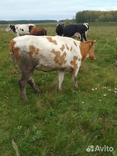 Корова дойная с теленком