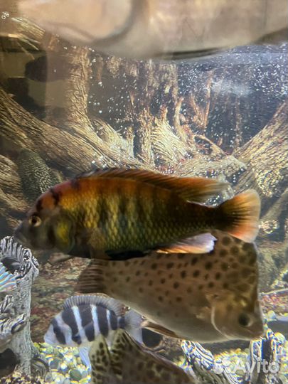 Аквариумные рыбки