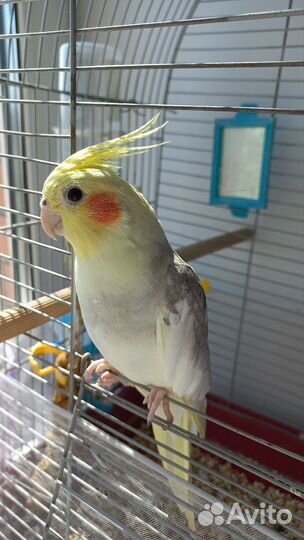 Попугай корелла