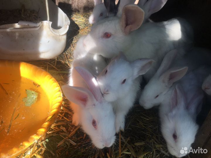 Крольчата,кролики