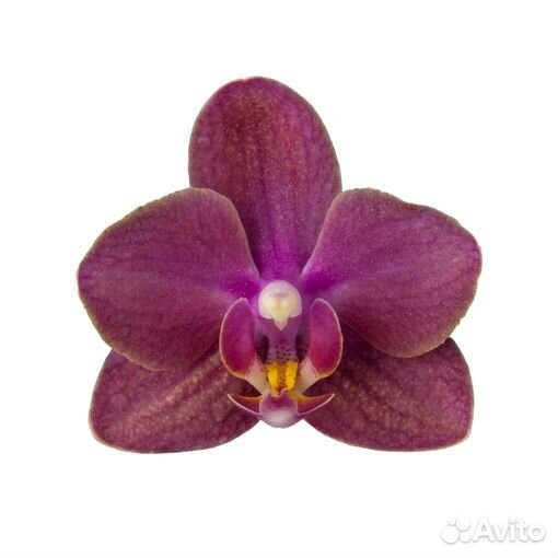 Орхидея Diffusion SI3597 парфюмерная фабрика