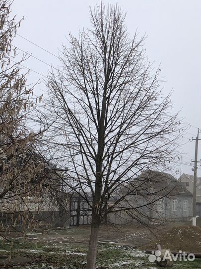 Ёлки, голубые/ зеленые ели