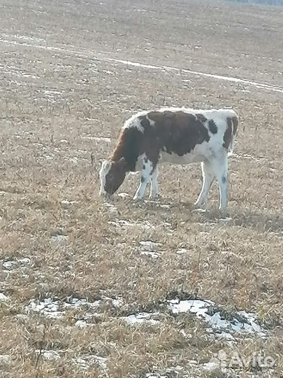 Молодняк крс на доращивание