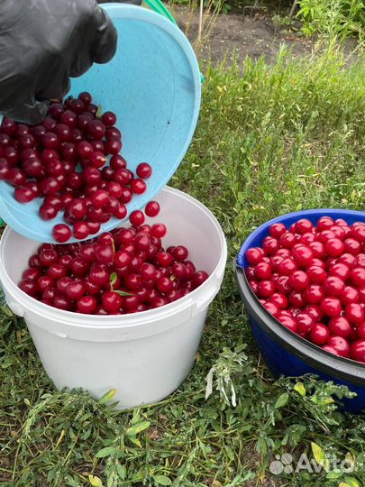 Вишня 12.07 сегодня