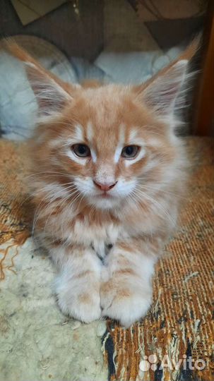 Котята мейн-кун