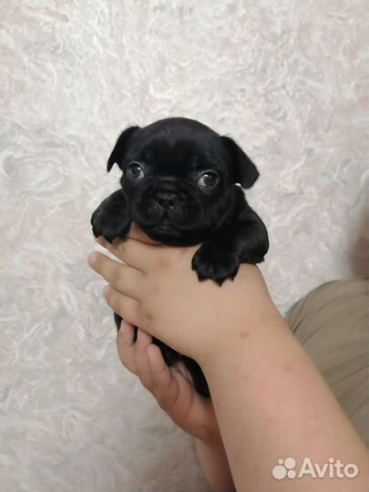 Щенки французского бульдога