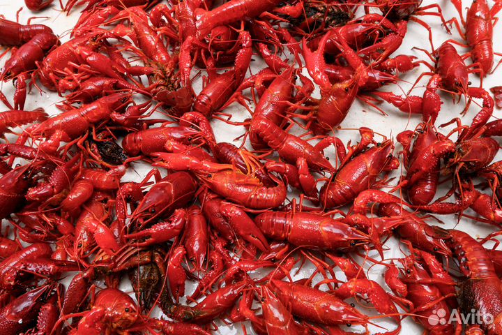 Флоридский рак