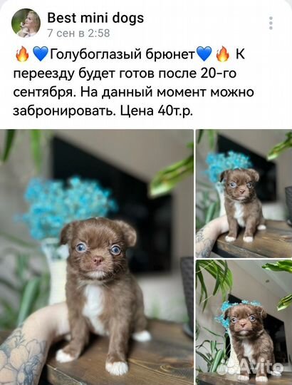 Чихуахуа щенки с документами