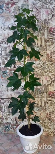 Фатсхедера