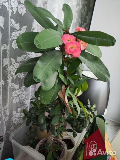 Молочай цветущий