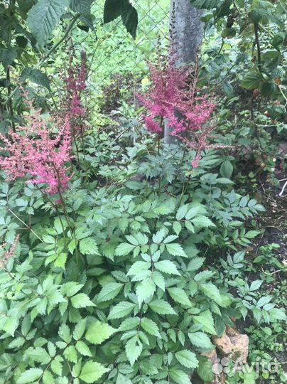 Ромашка и др.мног