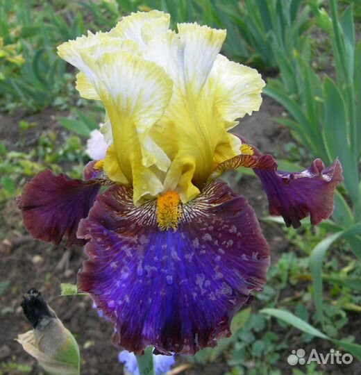 Ирисы сортовые высокие