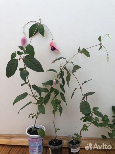 Фуксия сорт Peppermint Stick