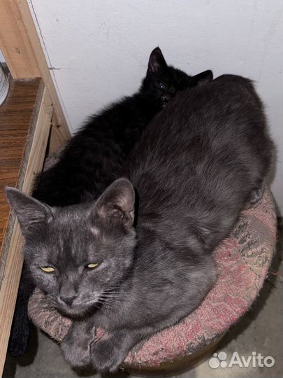 Котенок