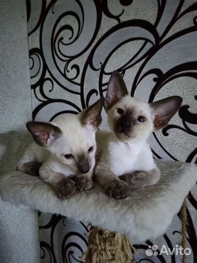 Ориентальные котята