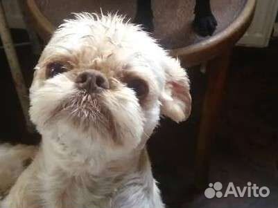 Брюссельский гриффон