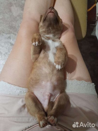 Щенок в добрые руки