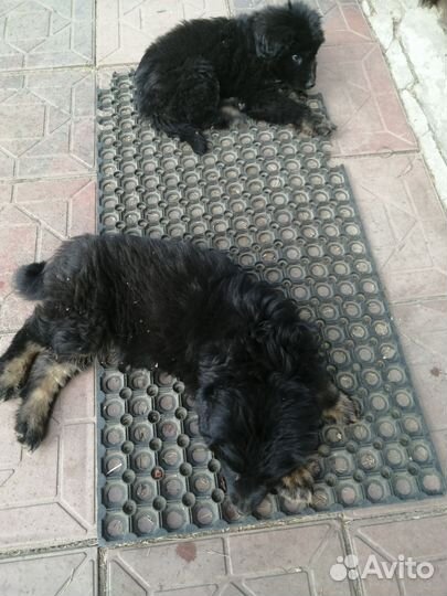 Щенки метисы