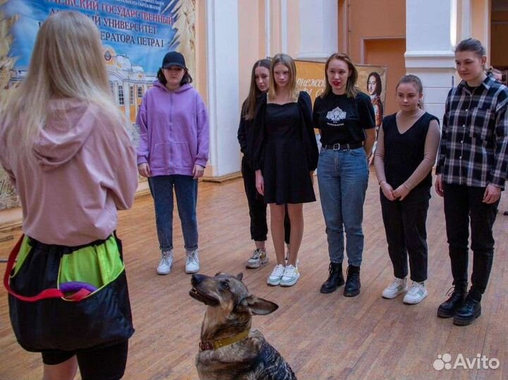 Занятия по дрессировке и воспитанию собак